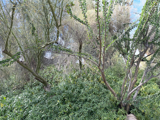 Colorado Desert Garden - Thumbnail