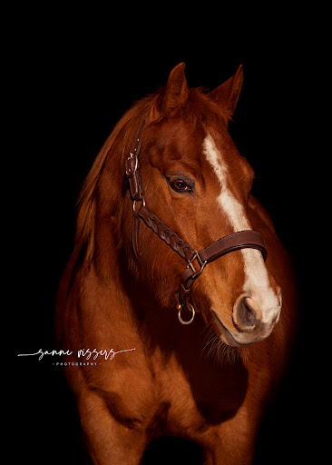 Halters&Collars - Visual