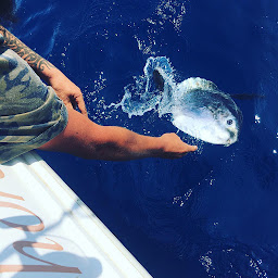 Photo n°16 de Bastia Offshore Fishing Club à Furiani (Organisme à but non lucratif)