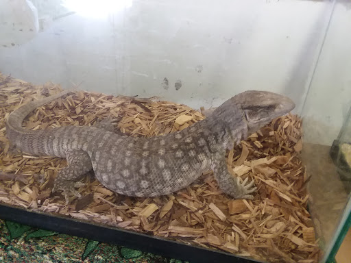 Reptile City - Thumbnail