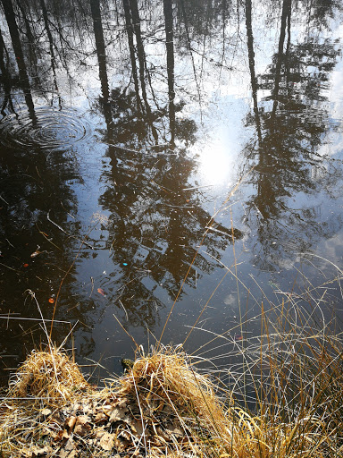 Birkensee - Visual