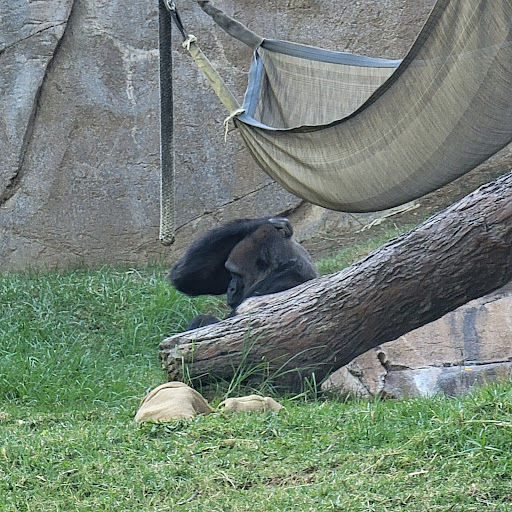 Gorilla Forest - Thumbnail