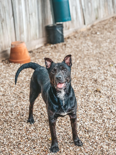 HSNT Keller Regional Adoption Center - Thumbnail
