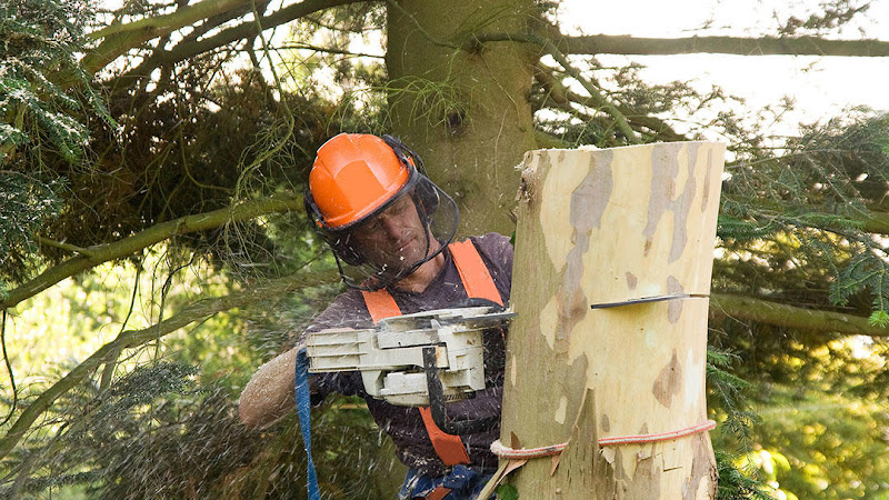 Oxford Tree Service