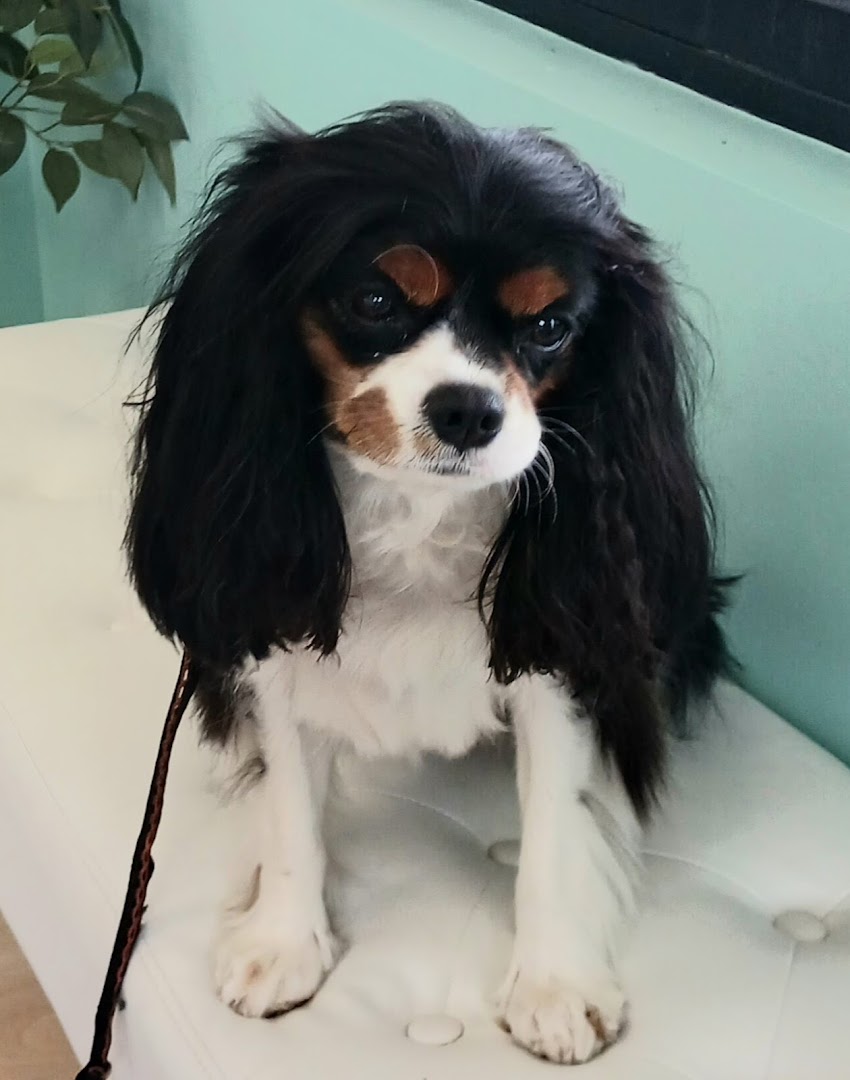 Bubbles and Biscuits Pet Spa and Social Club photo 11