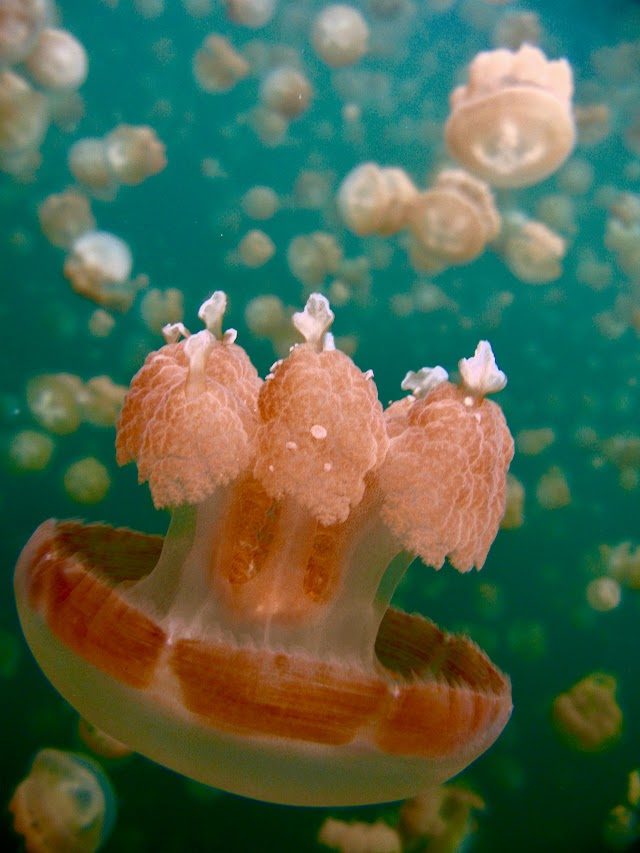 Jellyfish Lake