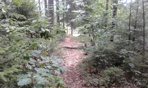 Forstreviere Kappenstein