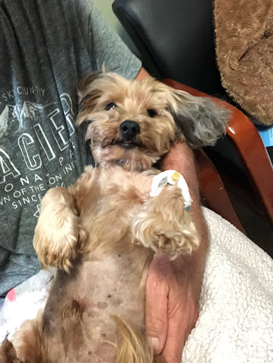 Veterinary Specialty and Emergency Center of Thousand Oaks - Thumbnail
