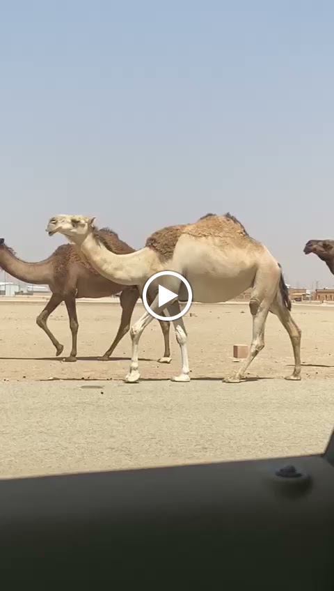 سوق الاثاث المستعمل ( الحراج ) - صورة 2