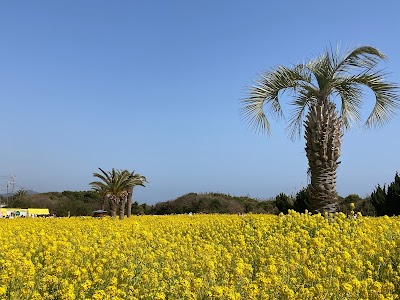 伊良湖菜の花ガーデン