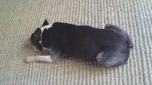 Always Wagging - Visual