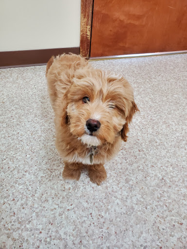 Animal Hospital of Richmond - Thumbnail