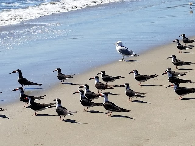 Stearns Wharf