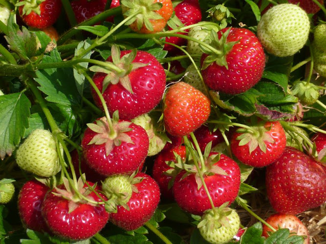 Strawberry plantation family Mecke photo