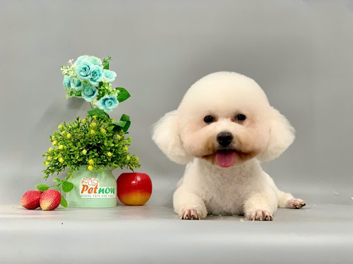 PetNow