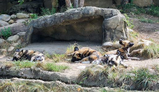 Painted Dog Valley - Thumbnail