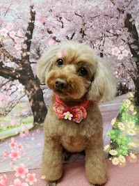 トリミングペットショップ M・R DOG