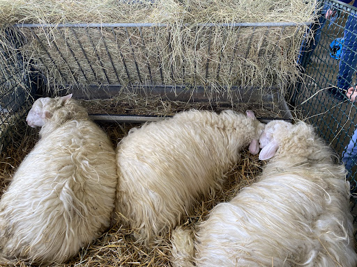 Agriumbria - Thumbnail