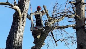 Photo n°1 de Élagage & Services à Gros-Réderching (Service d'entretien de pelouse)