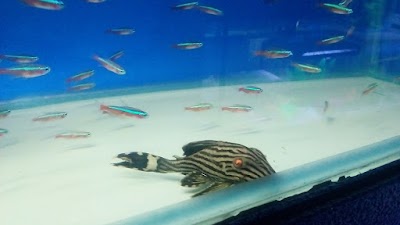 Photos of Sahel Aquarium