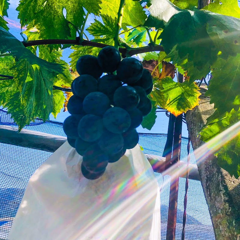 くぼ農園直売所