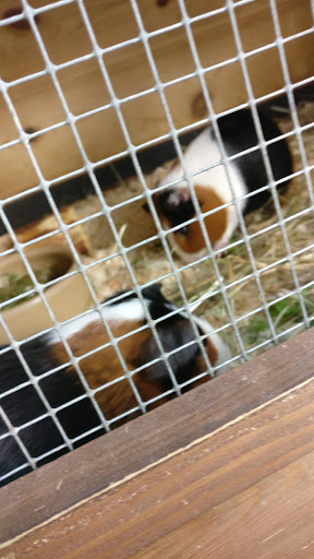Paradise Pets Ltd - Thumbnail