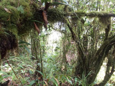 Photos of Mount Talakmau