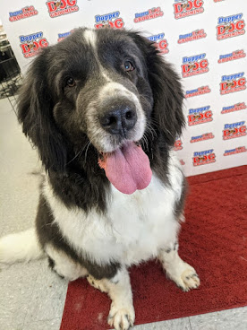 Dapper Dog Grooming by null