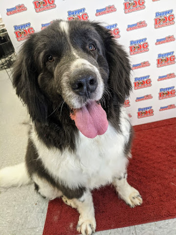 Dapper Dog Grooming by null