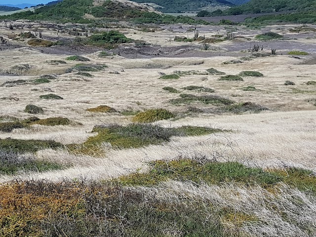 Savane des Pétrifications