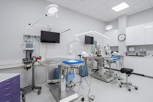 Veterinary dentist - vet. Emilia Klim