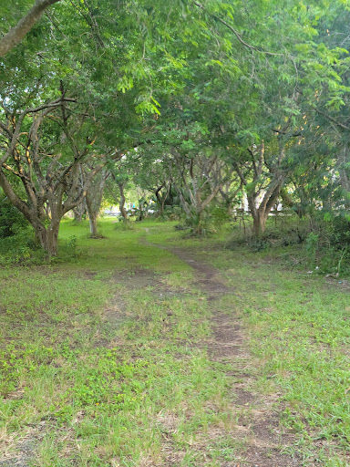 Rockdale Pineland Preserve Gallery - United States