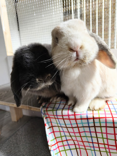 The Brooklands Small Pet Hotel