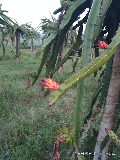 Photos of ড্রাগন খেত