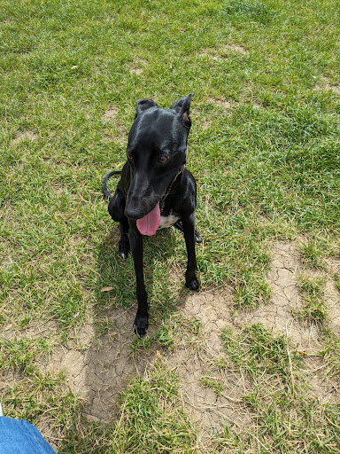 Freedom For Your Dog - Dog Field - Thumbnail