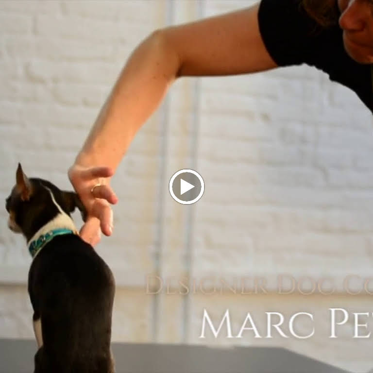 Designer Dog Collars by Marc Petite