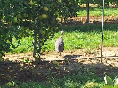 Photos of Bauman Orchards Inc