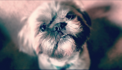 Peaceful Moments Veterinary Care - Thumbnail