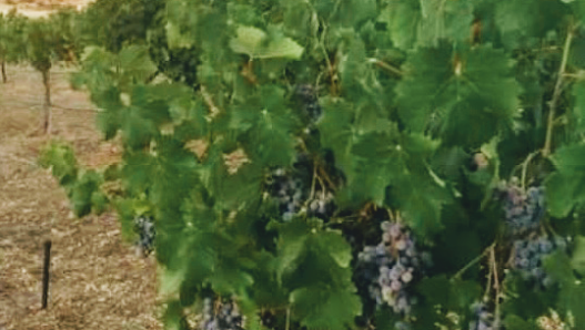 North Cork Vineyard & Winery 9677 Yucaipa Ridge Rd, Yucaipa, CA 92399, United States