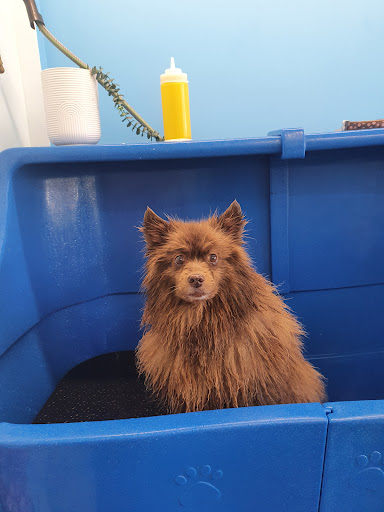Pooch Pamper Inn - Thumbnail
