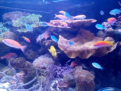 aquarium
