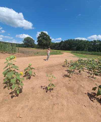 Draper WMA Sunflower Fields