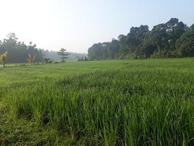 Photos of Batepola Bo Gaha Handiya