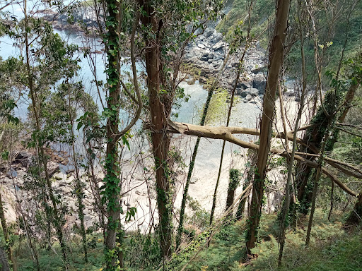 Birch tree.Beach - Visual