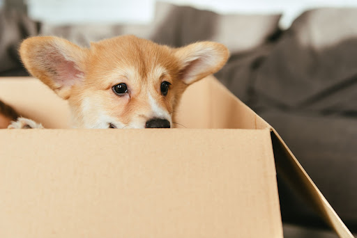 PetScripts.com.au - Visual