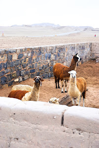 The Cafeteria of the Museum of Pachacamac 2