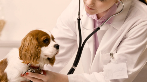 Clinica Veterinaria Mediterraneo