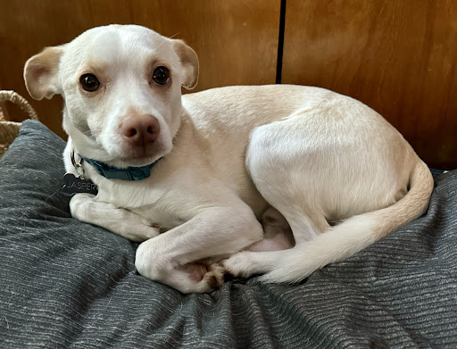 Belle Forest Animal Hospital - Thumbnail