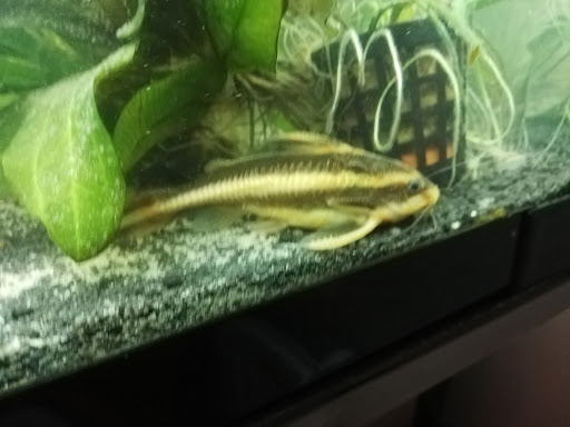 MoorPets - Visual