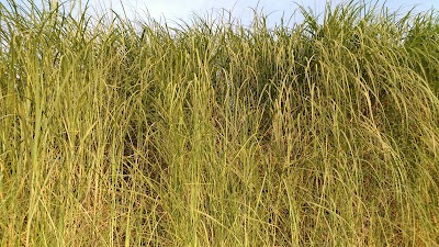 Photos of ឆ្នេរខ្សាច់កោះប៉ែន